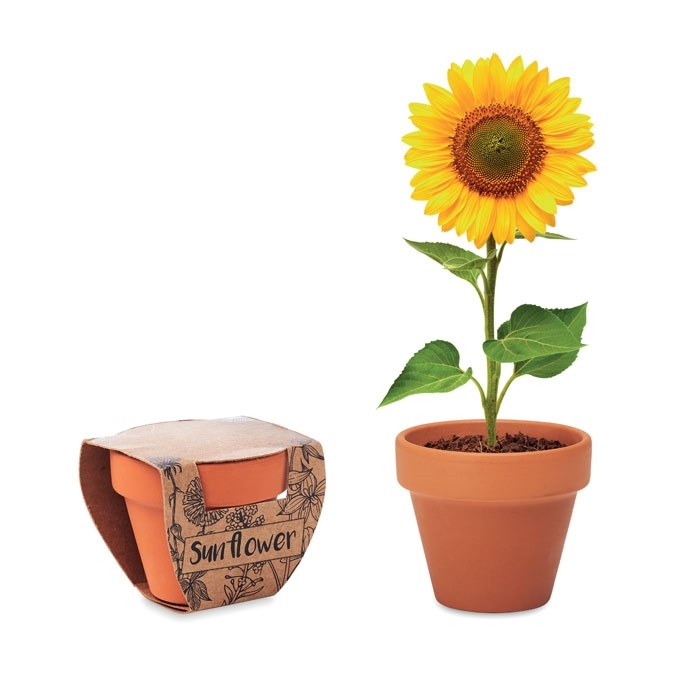 Immagine di MO6147 SUNFLOWER - Semi di girasole