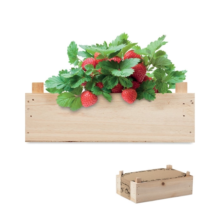 Immagine di MO6506 STRAWBERRY - Kit per coltivare fragole