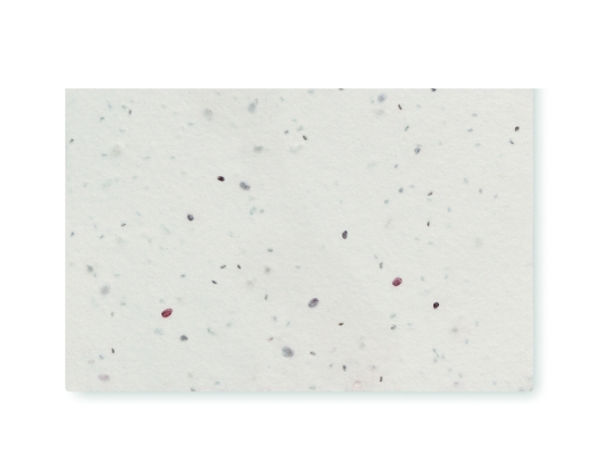 Immagine di KW2993 ASIDA - Biglietto da visita con semi di