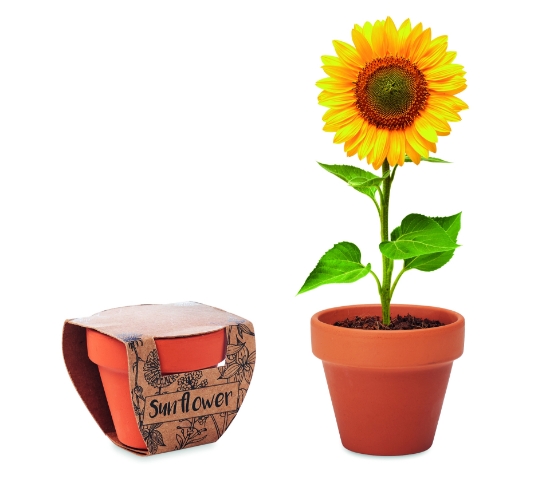 Immagine di KW6147 SUNFLOWER - Semi di girasole