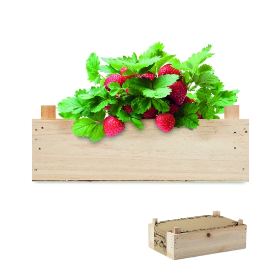 Immagine di KW6506 STRAWBERRY - Kit per coltivare fragole