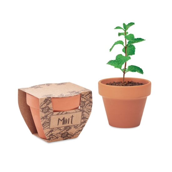 Immagine di KW2218 - Semi di menta in vaso