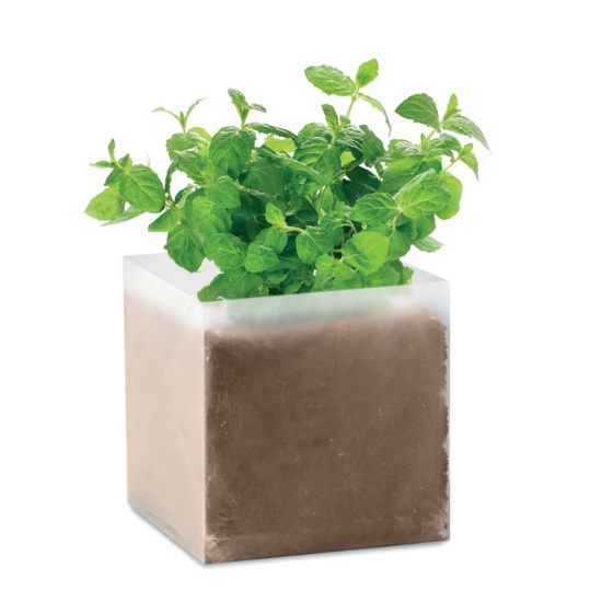 Immagine di KW9546 - Semi di menta